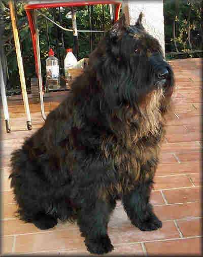 JAWA notre bouvier des Flandres