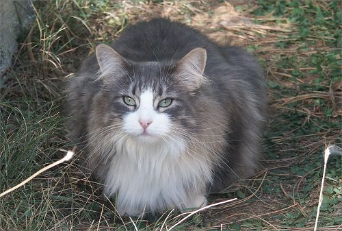 Coco Island's Tuva