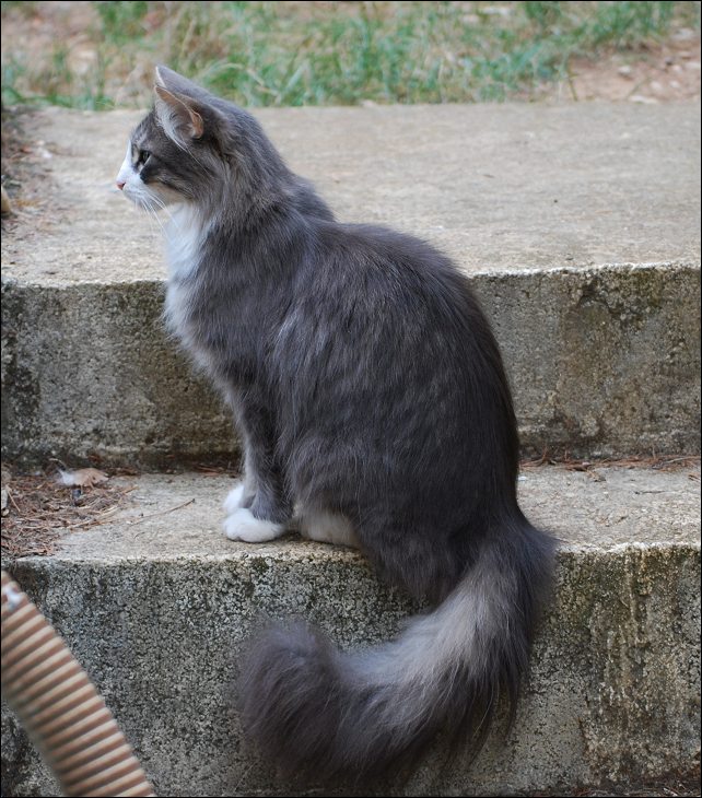 chat norvegien