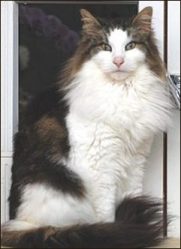  chat norvegien Vasteras Durandal