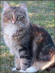 chat norvegien Ulfine Durandal
